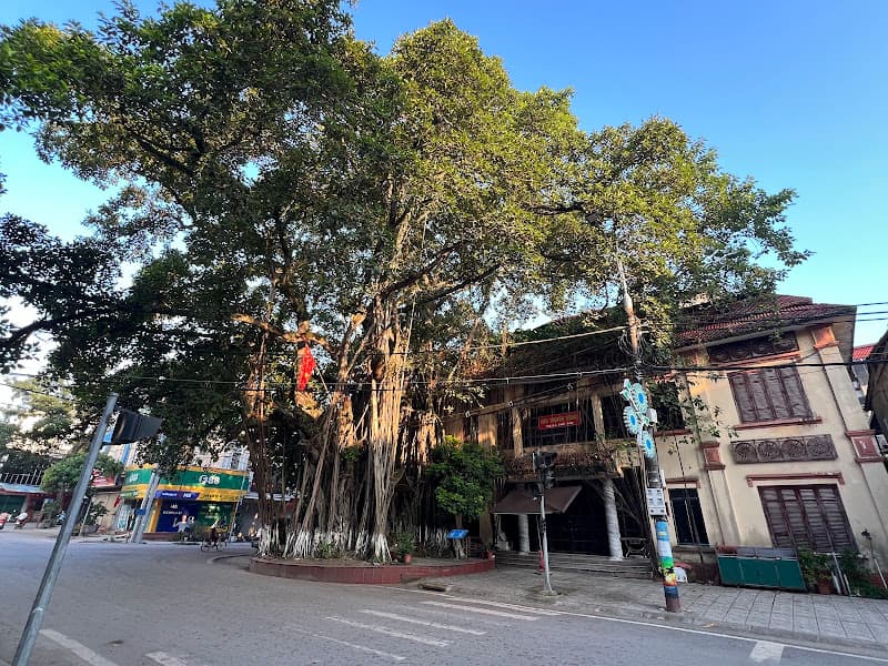 Cây đa lịch sử thị xã Phú Thọ