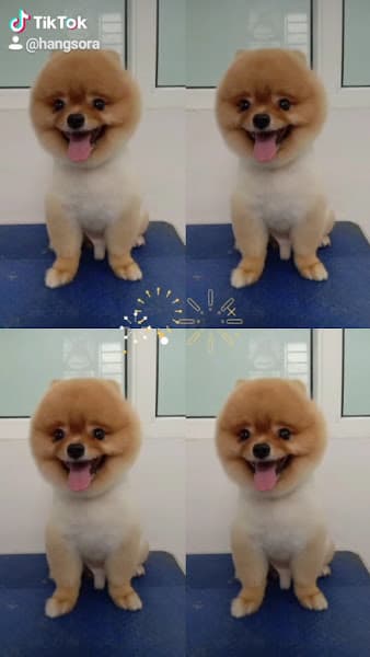 Hình ảnh Bệnh viện Thú y Thái Nguyên - PETTHAI - 4