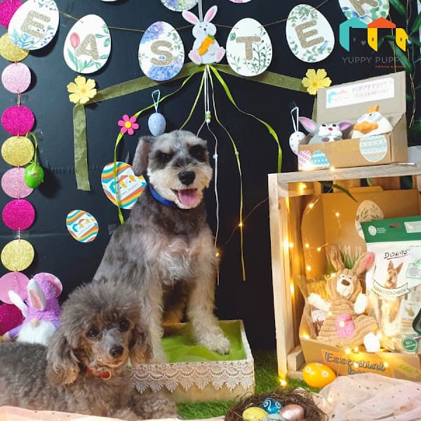 Hình ảnh Yuppy Puppy - Khách Sạn & Spa Thú Cưng - 2