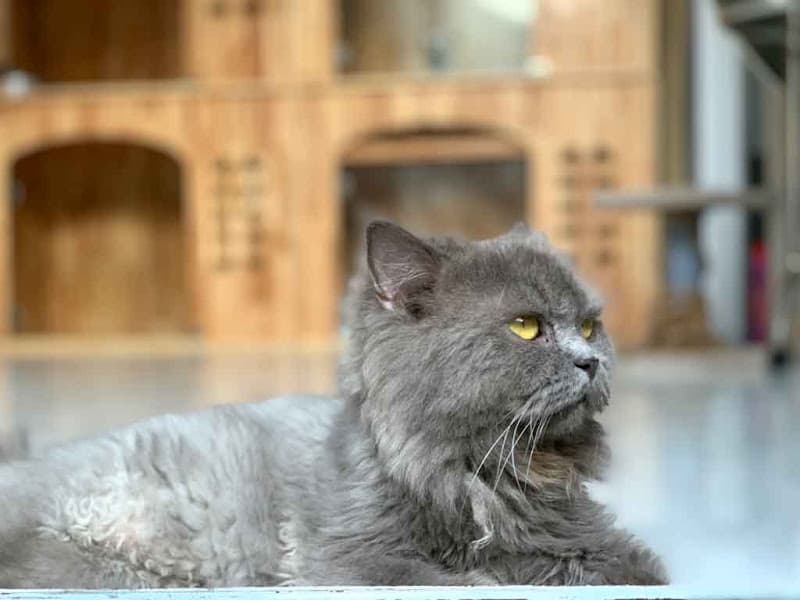 Hình ảnh Trông Giữ Chó Mèo HCM - 6