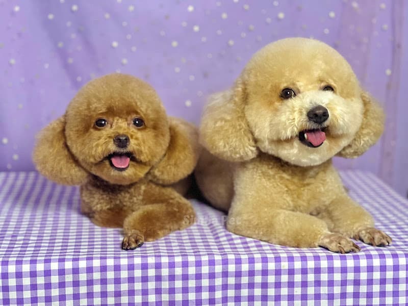 Hình ảnh Simba PET Shop - 3