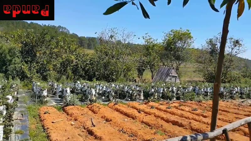 Hình ảnh Đường Hầm Điêu Khắc - 4