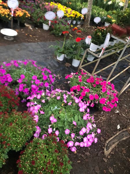 Hình ảnh Vườn Hồng Thanh Trà - 5