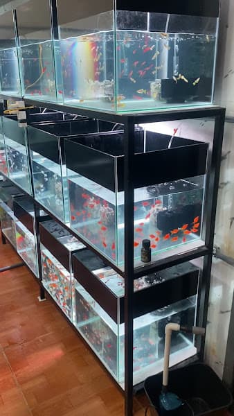 Hình ảnh Cá Cảnh Bờm Fish - 3