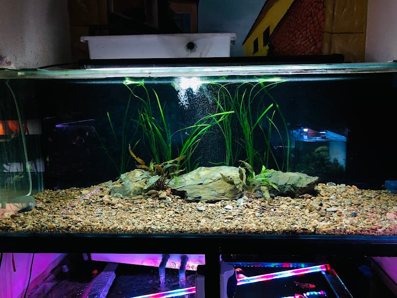 Hình ảnh Quán nướng Trung Quốc - 2