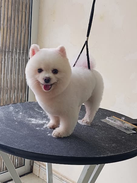 Hình ảnh Pet Xinh Tuyên Quang - Chuyên cắt tỉa lông thú cưng 13 bước - 4