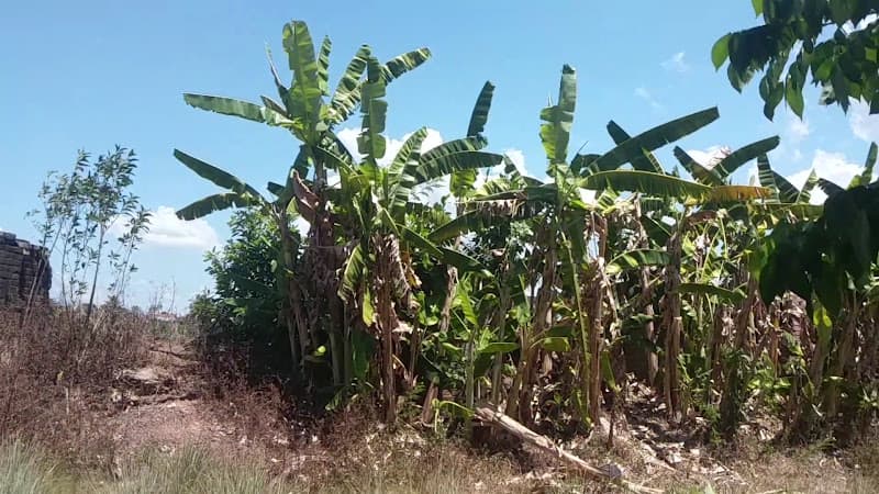 Hình ảnh Cửa Chánh Tây - 5