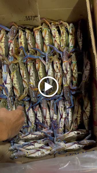 Hình ảnh Vựa Hải sản HẰNG NGHĨA - 2