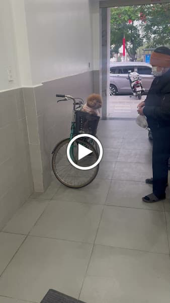 Hình ảnh Bệnh Viện Thú Y Bình An Hải Phòng - 9