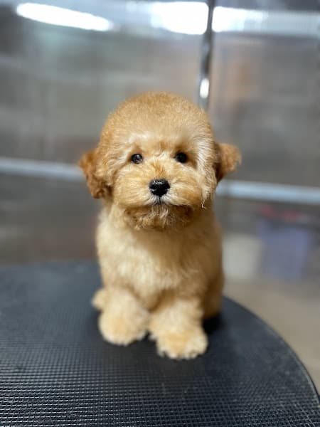 Hình ảnh MoMo Pet Spa - 3