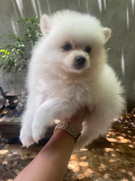 Sơn Yến Chó Cảnh TP. Vinh Nghệ An