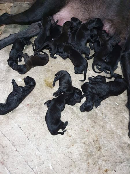 Hình ảnh Trại Chó Bùi Hải - 11