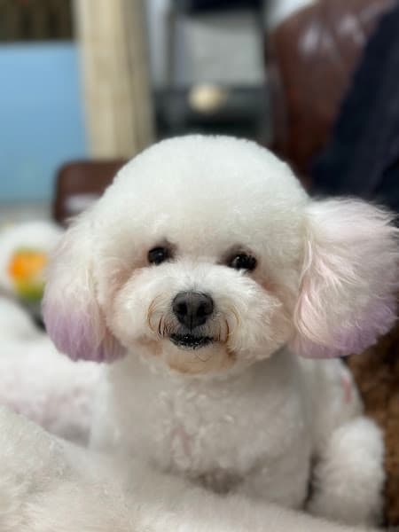 Hình ảnh Omo Pets Spa DaLat - 2