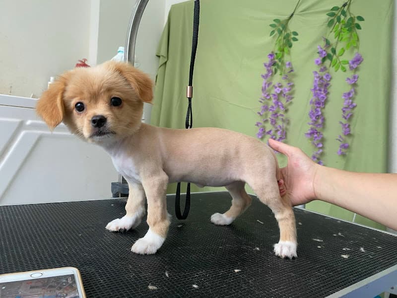 Hình ảnh Cami pet - Spa & Pet shop - 3