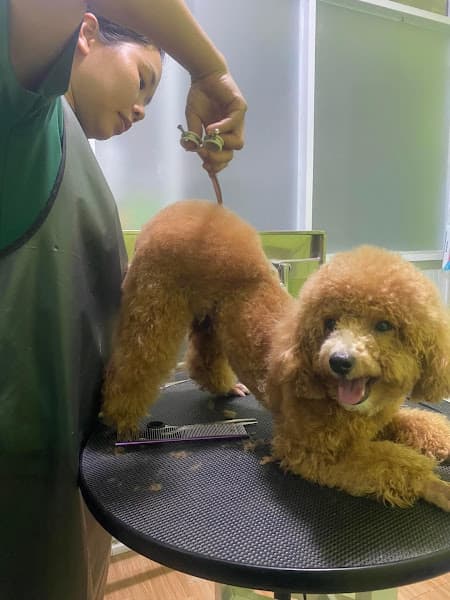 Hình ảnh Phòng khám thú cưng Mini Vet - 2