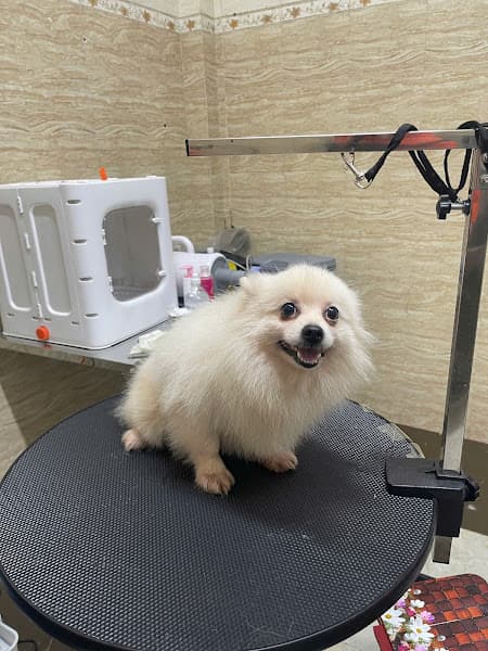 Hình ảnh Phòng Khám Thú Cưng Gaia Pet Thanh Hoá - 4