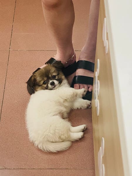 Hình ảnh Bệnh Viện Thú Y AnVet - Từ Sơn - 2