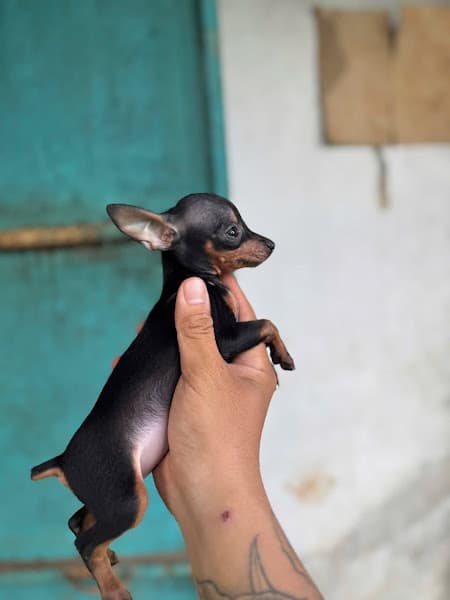 Hình ảnh THÚ Y HAVET - PET SHOP - GROOMING THÚ CƯNG - 2