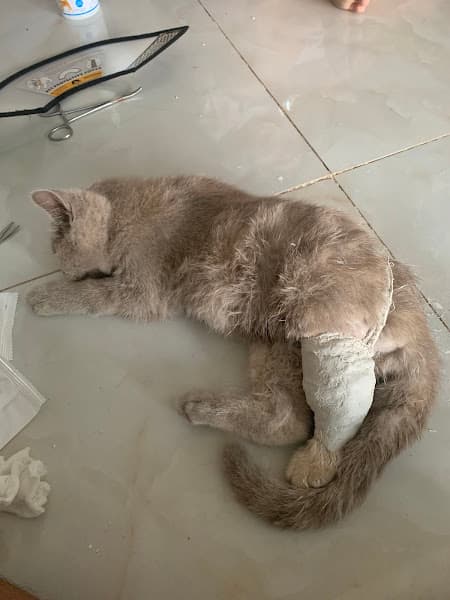 Hình ảnh Phòng Khám Thú Y 24H Chợ Mới AnGiang_Angiang Pet Clinic - 3