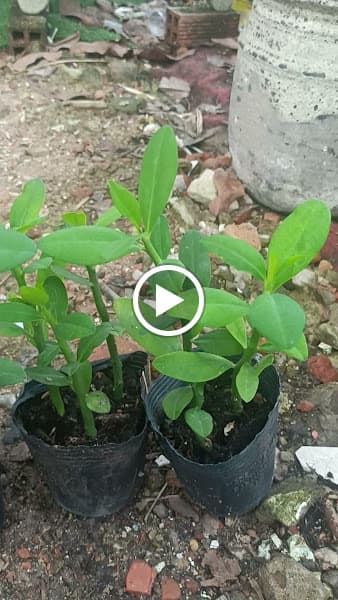 Hình ảnh Bán Cây Cảnh Đẹp – Cây cảnh Vĩnh Long - 3