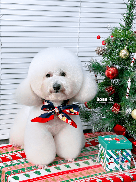 Hình ảnh Boss Spa - Grooming - Dịch vụ chăm sóc thú cưng Cần Thơ - 5