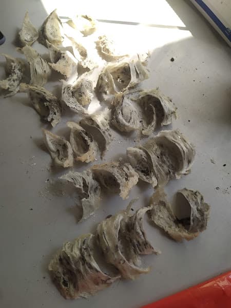 Hình ảnh Yến Sào Hồng Phúc - 6