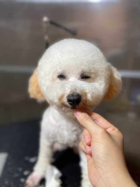 Hình ảnh MoMo Pet Spa - 2