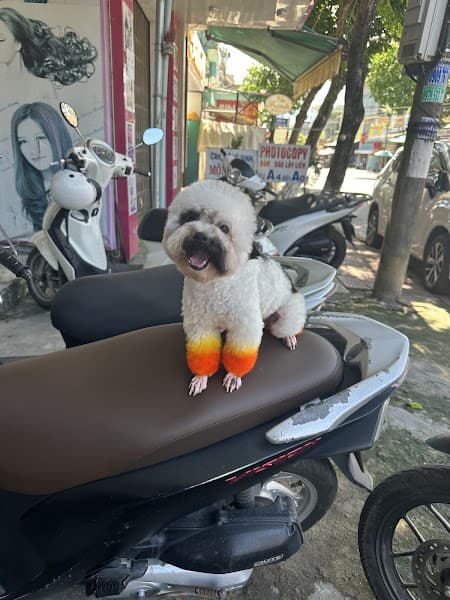 Hình ảnh TINI PET Center QUẢNG NGÃI - 2