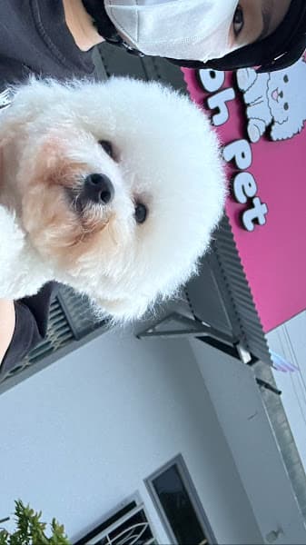 Hình ảnh Pooh pet shop - 3