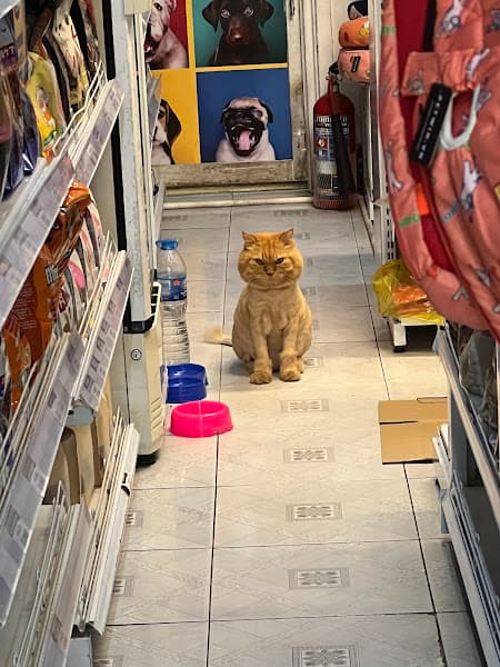 Hình ảnh Petwin Cần Thơ- Siêu Thị Thú Cưng - 2