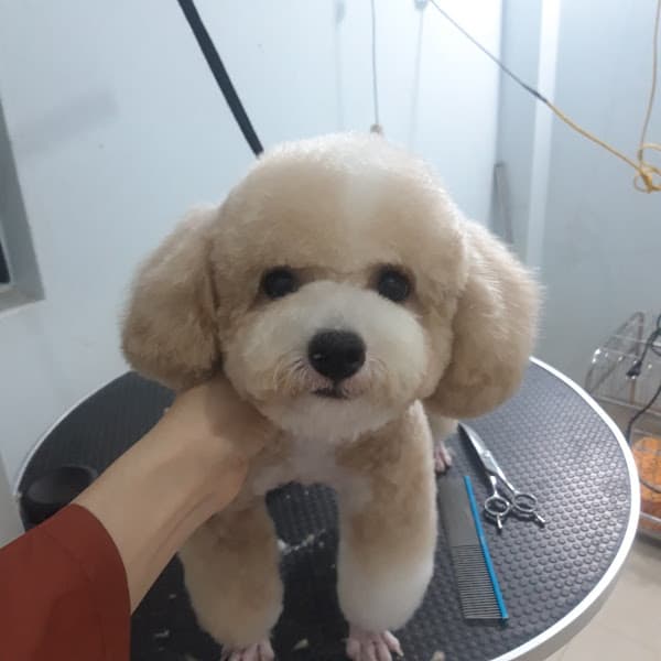 Hình ảnh Phòng Khám Thú Y Hưng Yên - BS Xuân Cường - 4