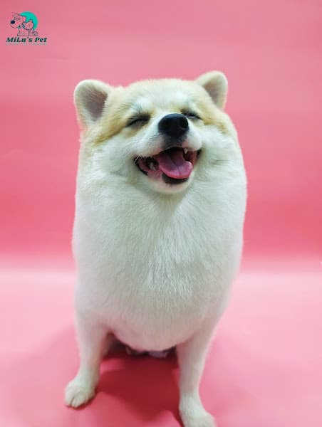 Hình ảnh MiLu's Pet - Petshop, spa, cắt tỉa lông thú cưng - 2