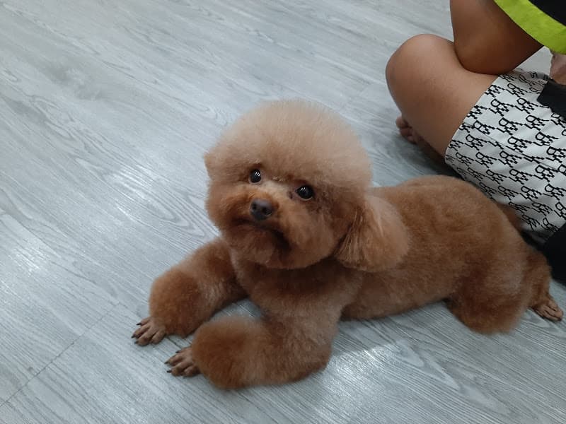 Hình ảnh Phòng Khám Thú Y Cala Pet - 2