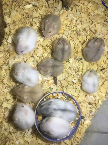 Hình ảnh HAMSTER PET STORE - 5