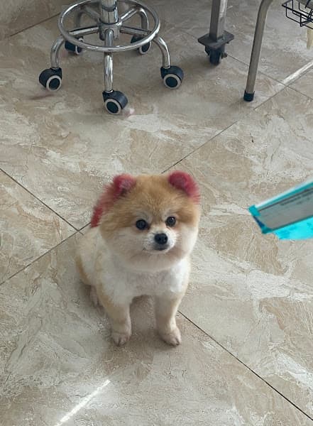 Hình ảnh Bệnh Viện Thú ý Pet+ thị xã phú thọ - 3