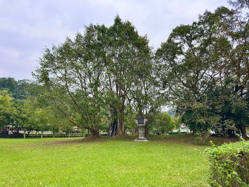 Hình ảnh Cây đa Tân Trào - 2
