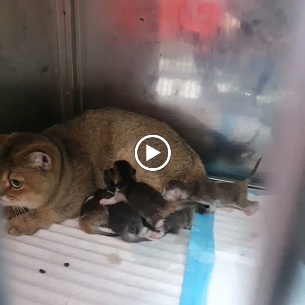 Hình ảnh Bệnh Viện Thú Y HomePet - Cơ sở Võ Cường - 4