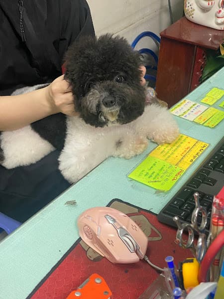 Hình ảnh Shop Thú Cưng - Okyo Pet Shop - 2