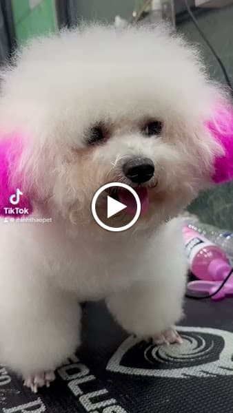 Hình ảnh Spa Thú Cưng Mỹ Tho - Đỗ Minh Tú PetShop - 3