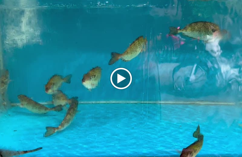 Hình ảnh Bánh xèo - Hải sản - Định Đầm Chuồn - 3