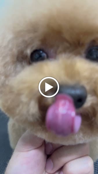 Hình ảnh The Pet Stop Gia Lai - 5