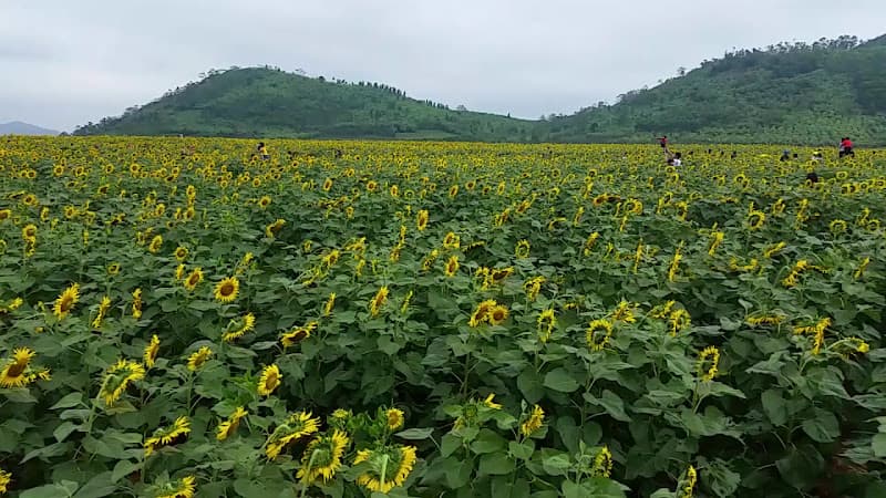 Hình ảnh Đồi hoa hướng dương Nghệ An - 3