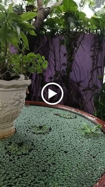 Hình ảnh Ngẫu Hứng jCafe Miệt Vườn - 3