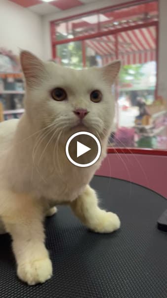 Hình ảnh MAYO Pet Shop - 2