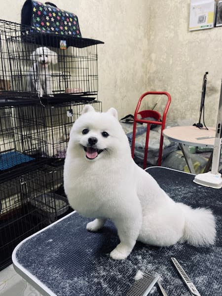 Hình ảnh Bệnh Viện Thú Y HomePet - Cơ sở Võ Cường - 2