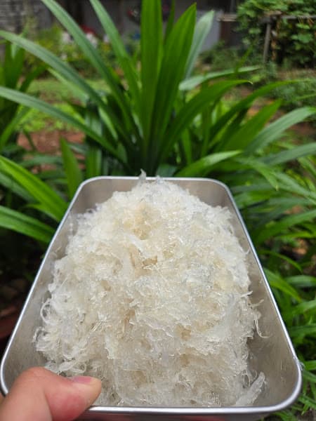 Hình ảnh Yến Sào Thái Nguyên - Yến Sào Ngân Hoàng - 6