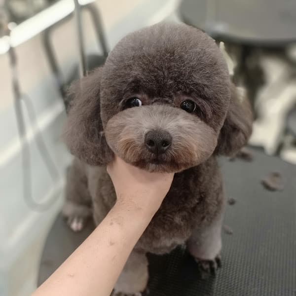 Hình ảnh Bunn Pet Coming - Petshop & Spa Chó Mèo Hoàng Mai - 5