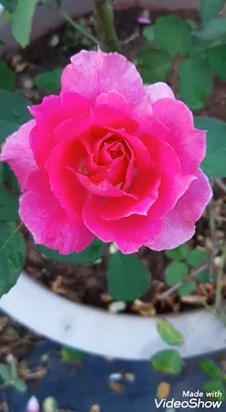 Hình ảnh Vườn Hồng Thanh Trà - 3