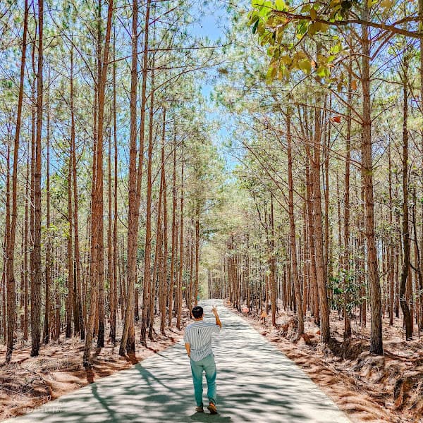 Hình ảnh The Florest Hoa Trong Rừng - 4