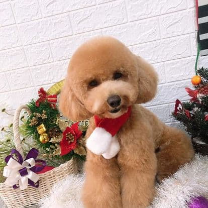 Keeng Pet - Thú cưng Ninh Bình